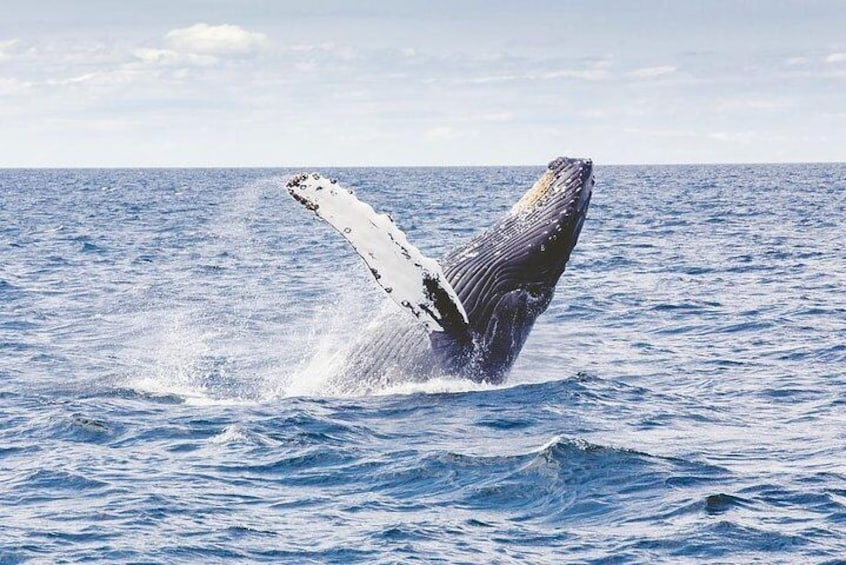 Icy Strait Shore Excursion: Whale Watching Adventure Tour 2