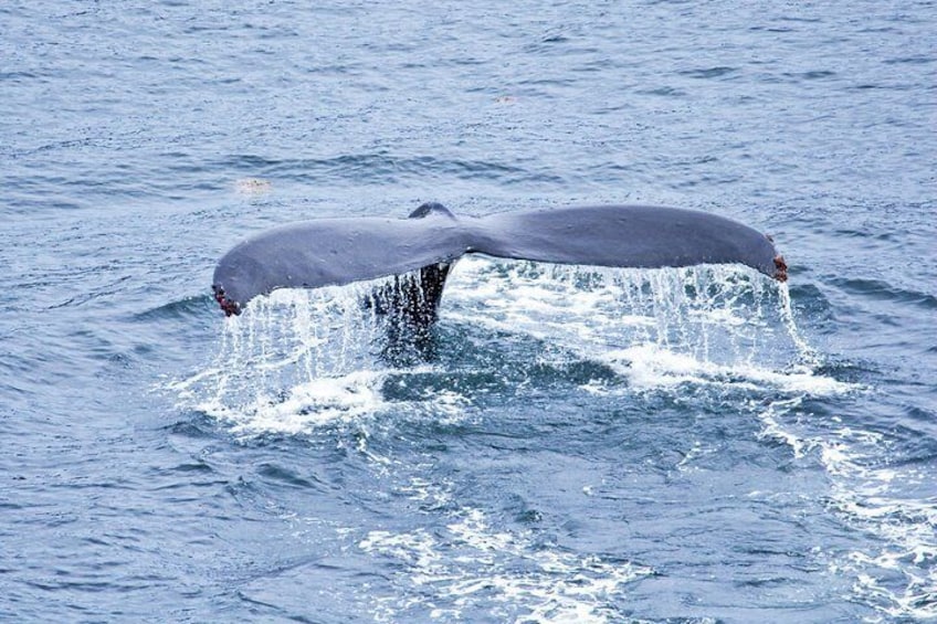 Icy Strait Shore Excursion: Whale Watching Adventure Tour 1