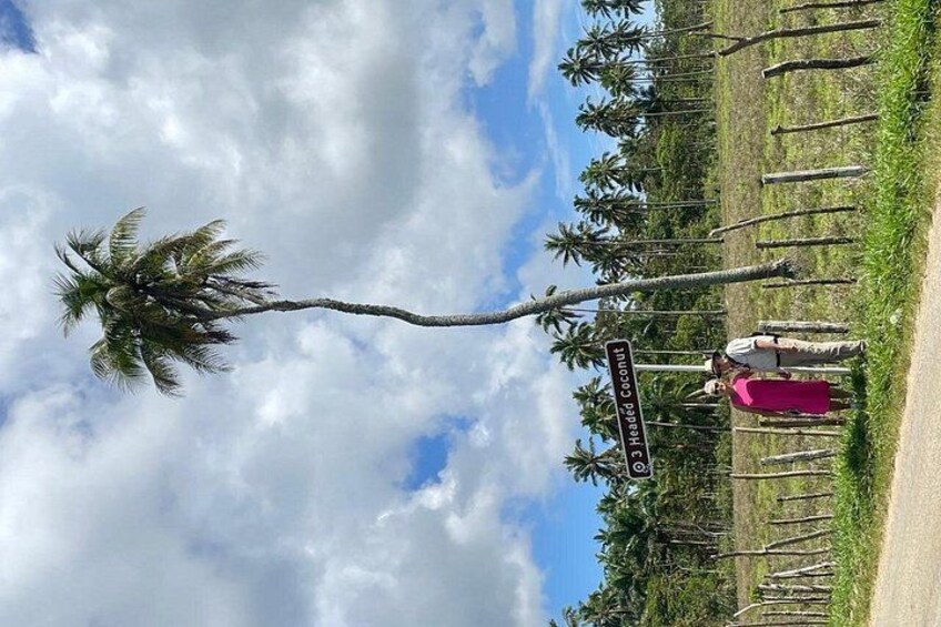 Triple Head Coconut Only In Tonga - West Coast 4
