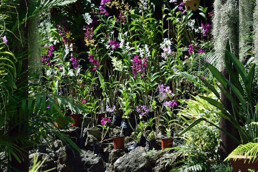 En frodig have med forskellige planter og blomster, herunder orkideer og bregner. 2