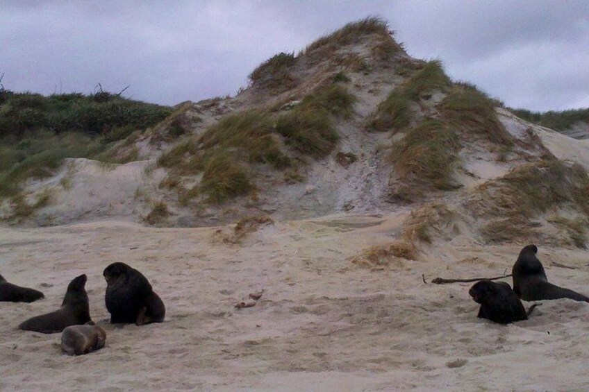 Een zandstrand met duinen en zeehonden die op het strand rusten. 1