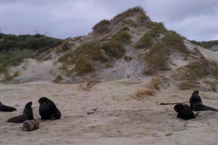 Un grupo de lobos marinos descansando sobre una playa arenosa con dunas al fondo. 1