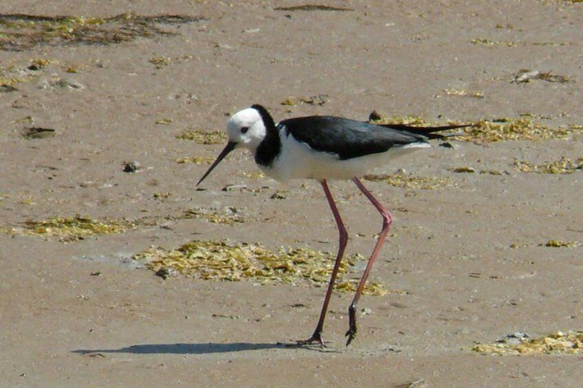 Pied Stilts 3