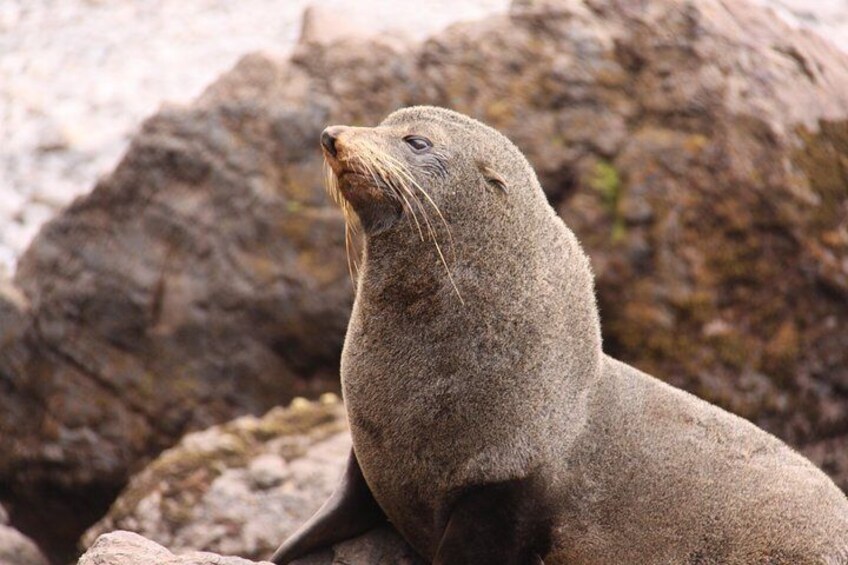 NZ Fur Seal