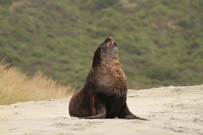 Dunedin Shore Excursion: Small-Group Tour of Dunedin and the Otago Peninsula 4