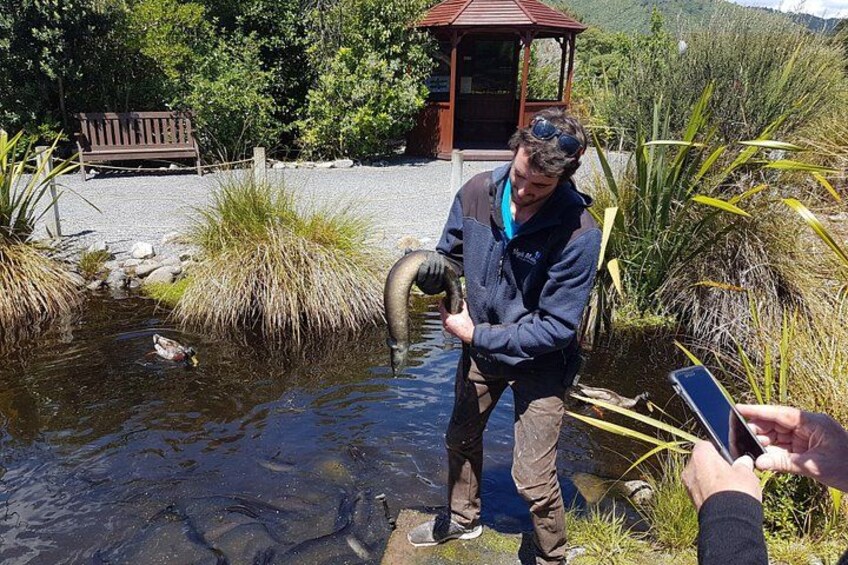 Eel feeding at Nga Manu Nature Reserve 5
