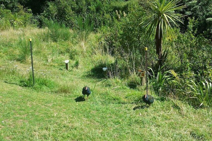 Pukeko at Nga Manu Nature Reserve 3