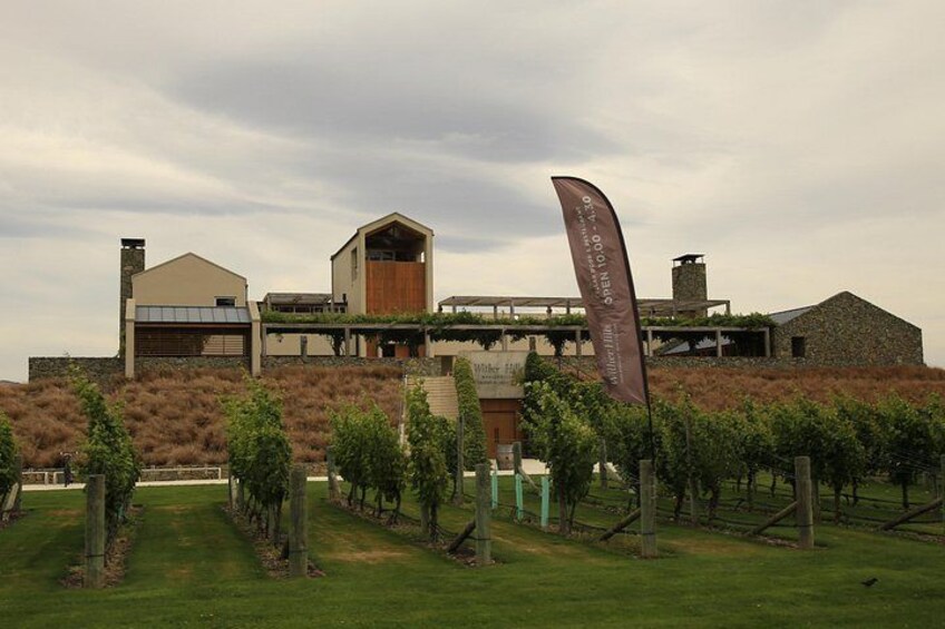A modern building with a vineyard in the foreground. 3