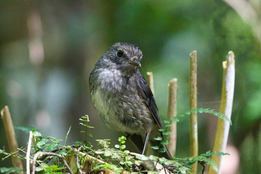 A bird perched on a branch in a natural setting. 5