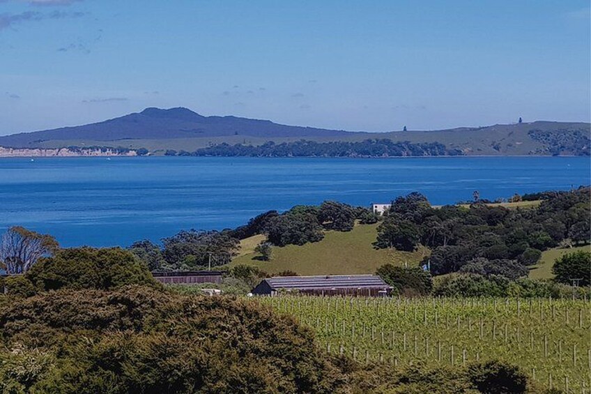 A coastal landscape with a vineyard, a body of water, and distant hills. 3