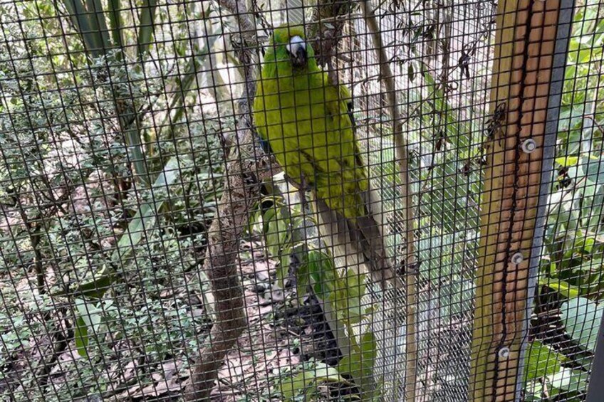 A green parrot perched on a branch inside a wire mesh enclosure. 2