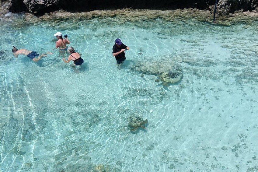 Personas nadando en agua cristalina con una tortuga. 1