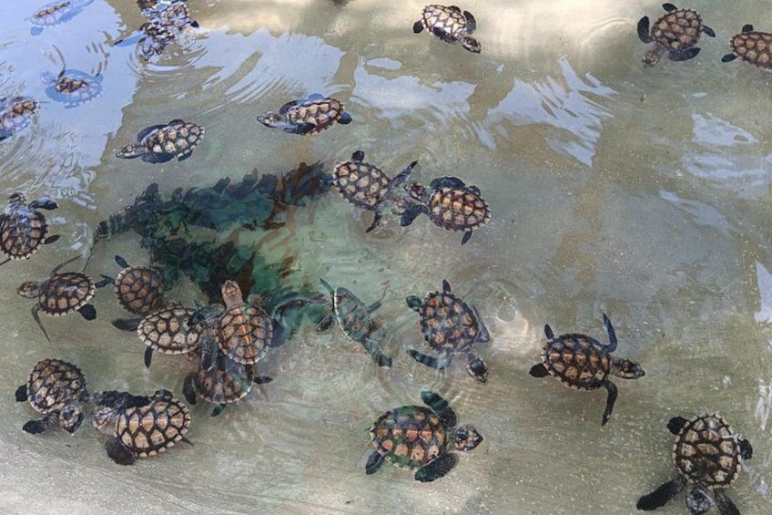 A group of sea turtles swimming in shallow water. 1