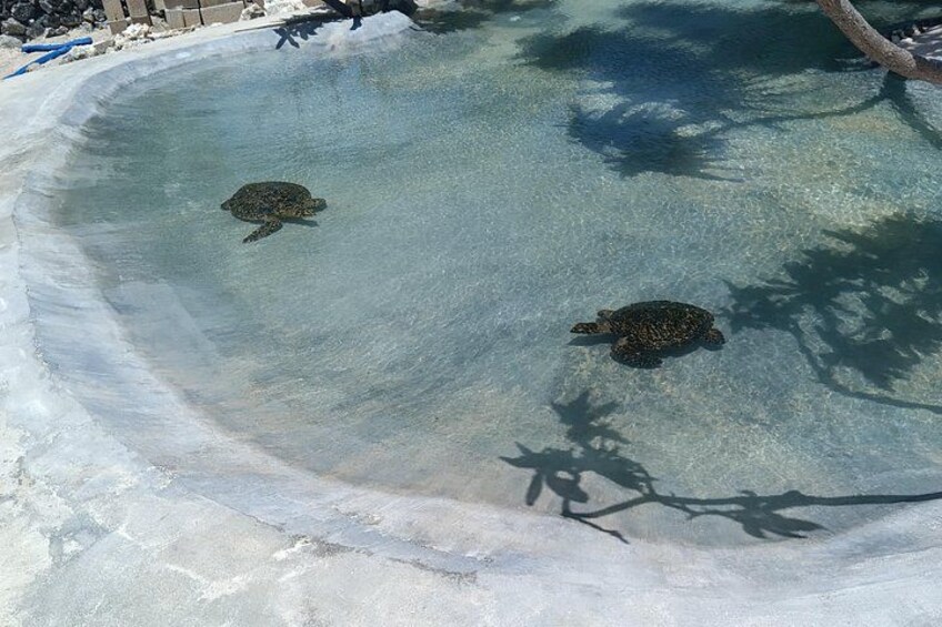 Dos tortugas marinas en una piscina transparente con borde curvo y sombras de árboles. 5