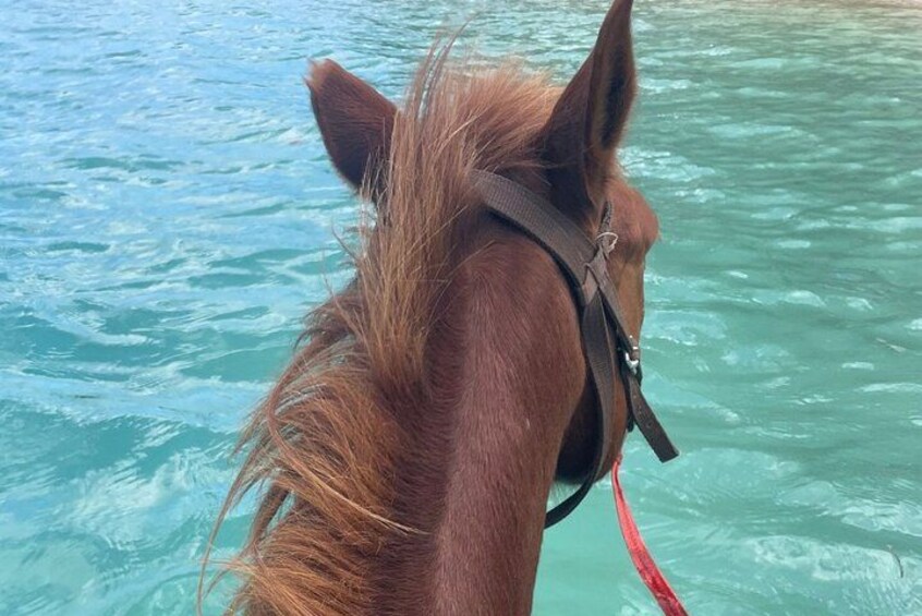 Horse Riding in Port Vila with Yumi Tours 2