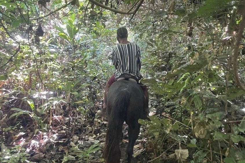 En person rider på en elefant gennem en tæt skov. 2