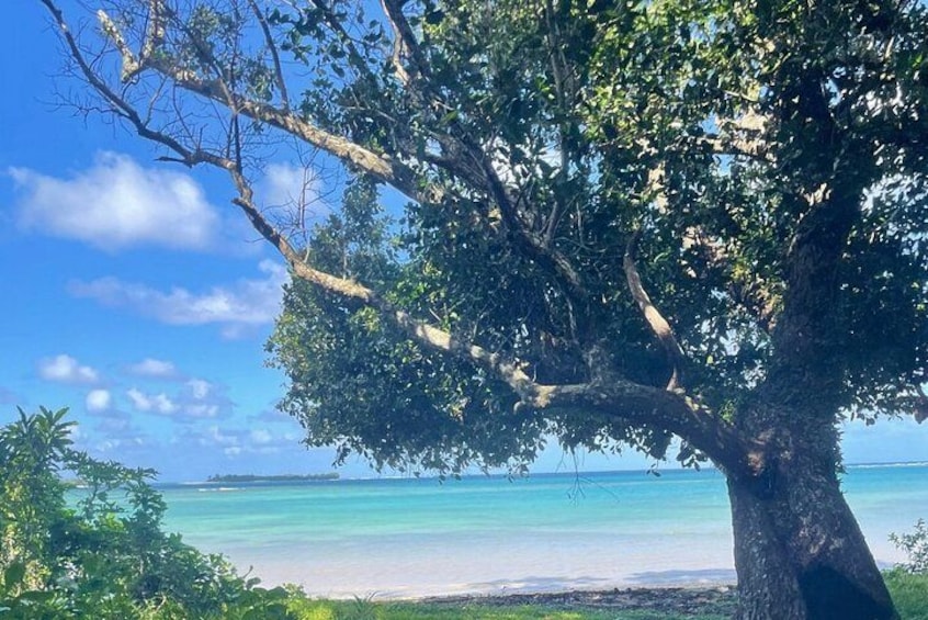 Et stort træ ved en strand med krystalklart turkis vand. 3