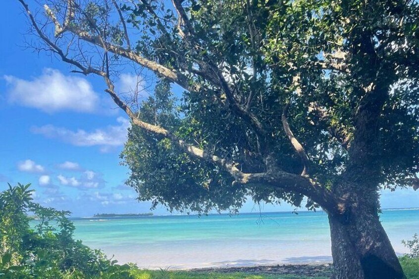 Un árbol grande junto a una playa con agua turquesa cristalina. 3