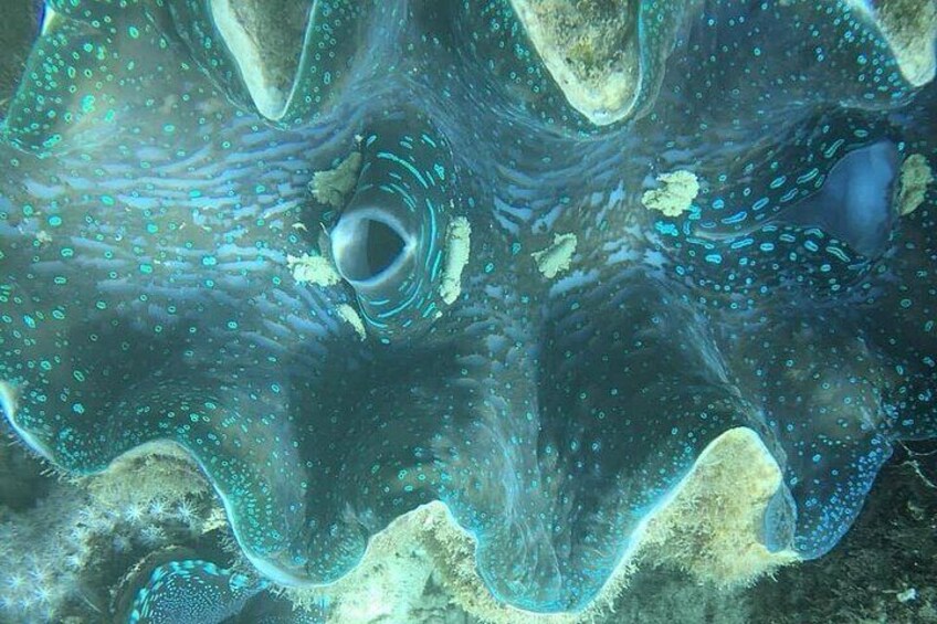 A large marine creature with a translucent body and visible internal structures, surrounded by a rocky underwater environment. 5