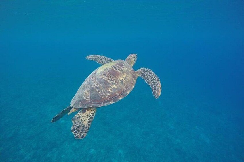 A sea turtle swimming in clear blue water. 1
