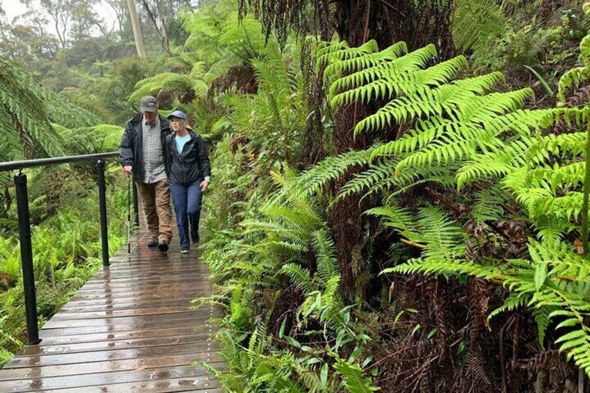 A wooden boardwalk in a lush green forest with ferns. 5
