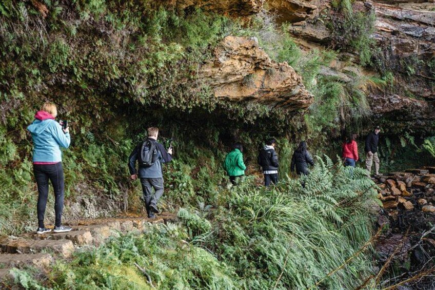 Ferny cliff walk 2