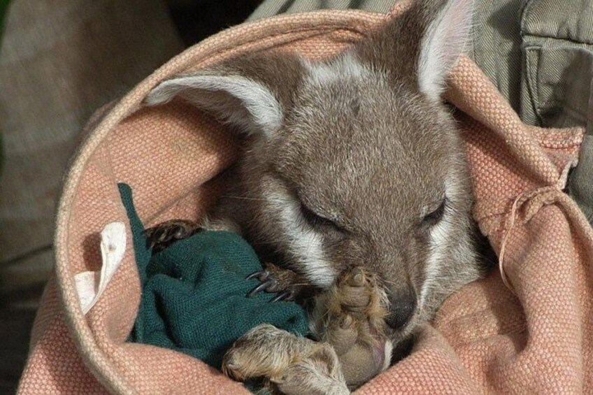 Baby Kangaroo being looked after by professional Featherdale handlers 5