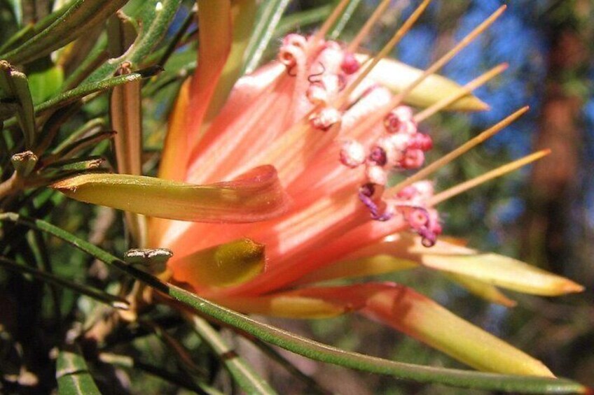 Blue Mountains Flora 3
