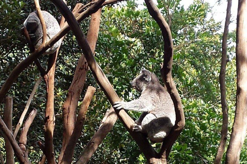 Koalas at Featherdale 4