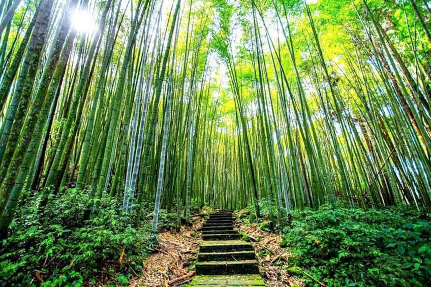 Bamboo Forest 3