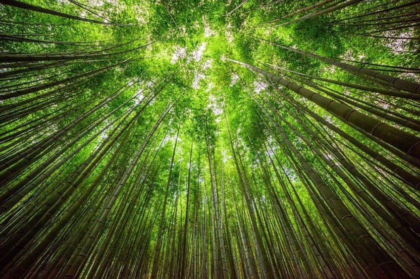 Ahopsan Bamboo Forest 4