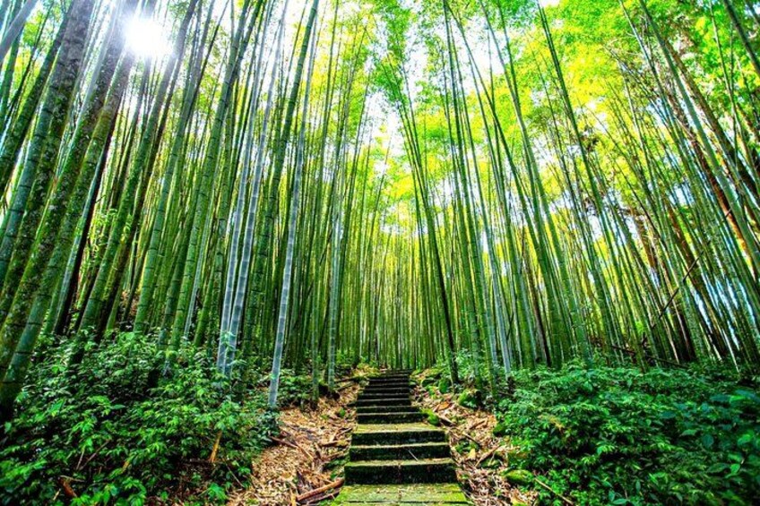 Une forêt de bambous avec un escalier qui descend vers la verdure. 3
