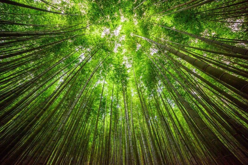 Ahopsan Bamboo Forest 4