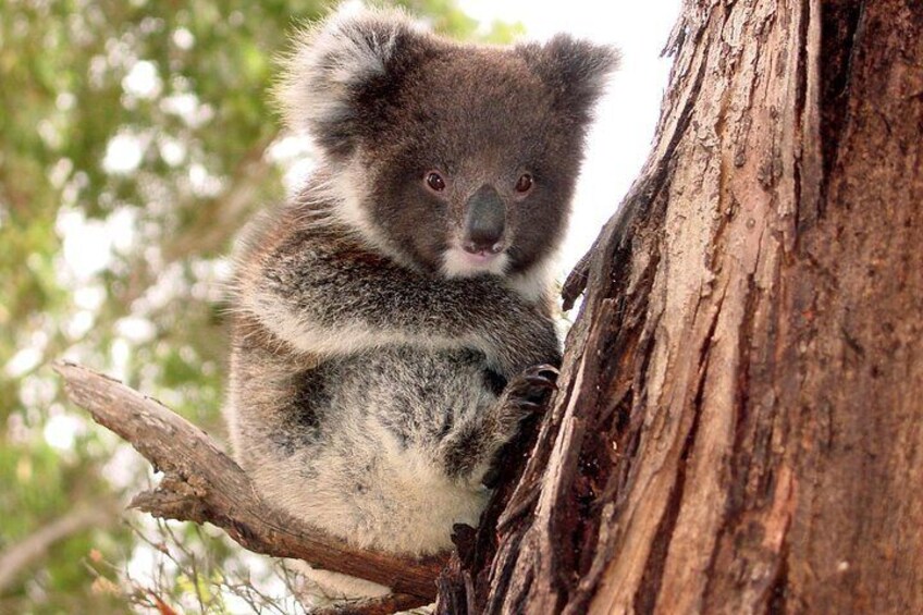 A koala clinging to a tree trunk. 1