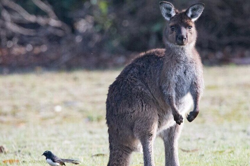 Kangaroo Island Luxury Small Group 'Island Life' Full Day Tour 5