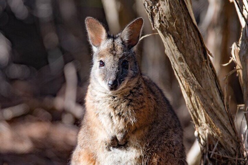Kangaroo Island Luxury Small Group 'Island Life' Full Day Tour 4