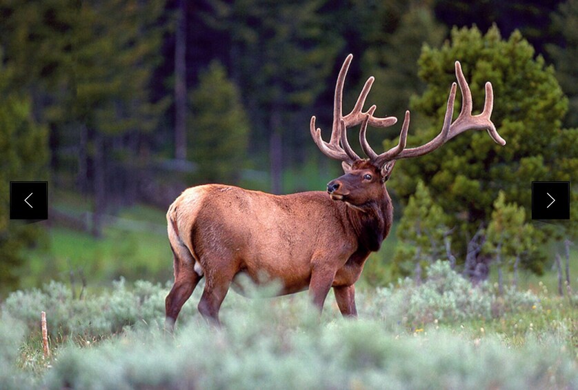 Grand Teton Private Wildlife Safari & Sunset Dinner 2