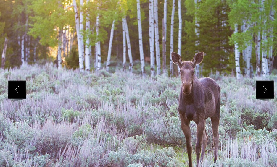 Grand Teton Private Wildlife Safari & Sunset Dinner 3