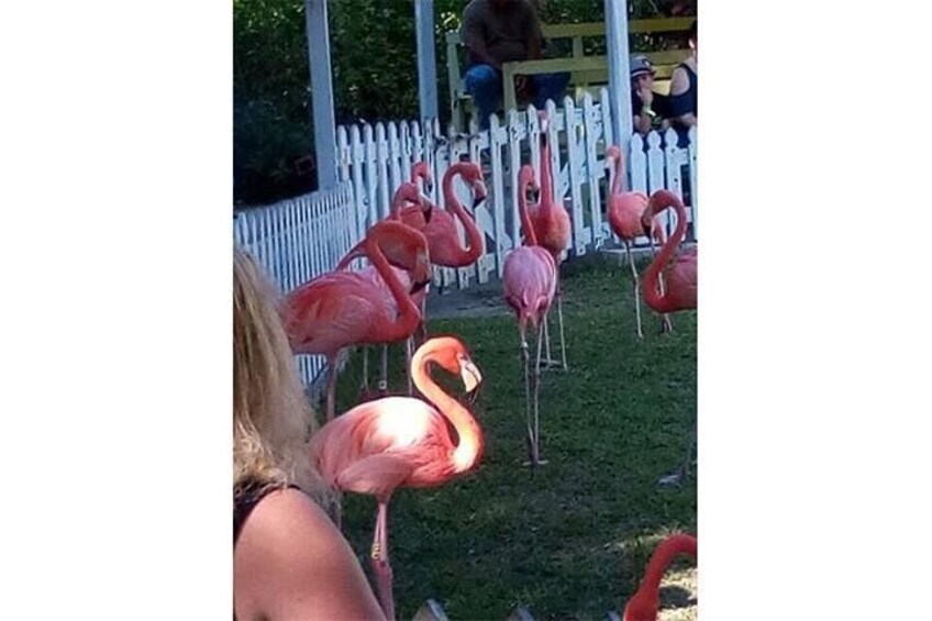 Un grupo de flamencos de pie sobre césped cerca de una valla blanca de piquetes. 4