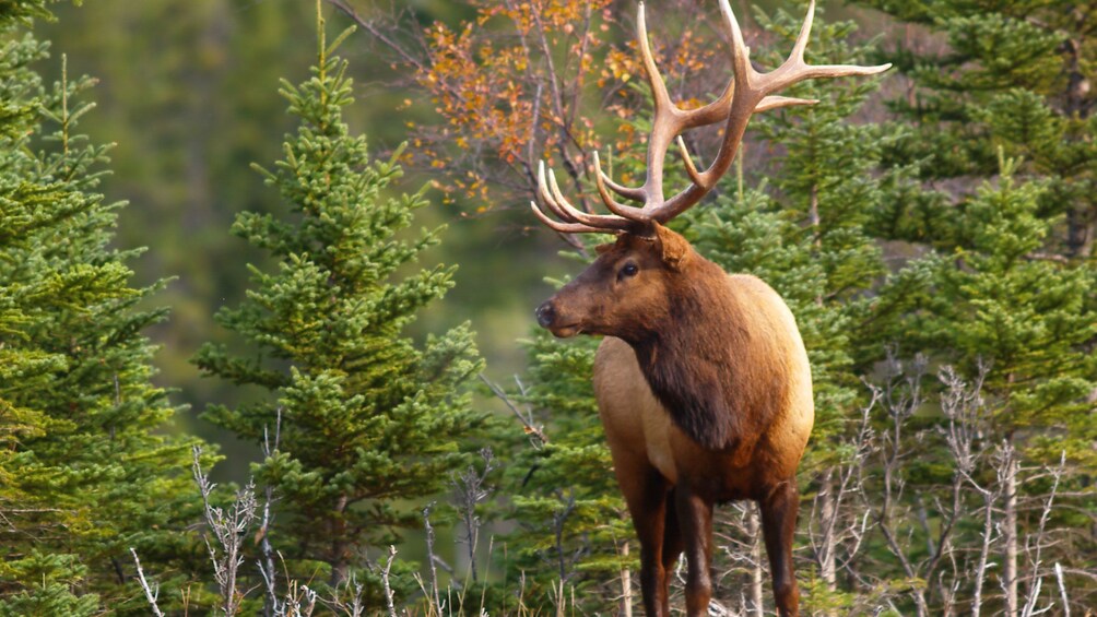 Male elk grazing through Banff National Park