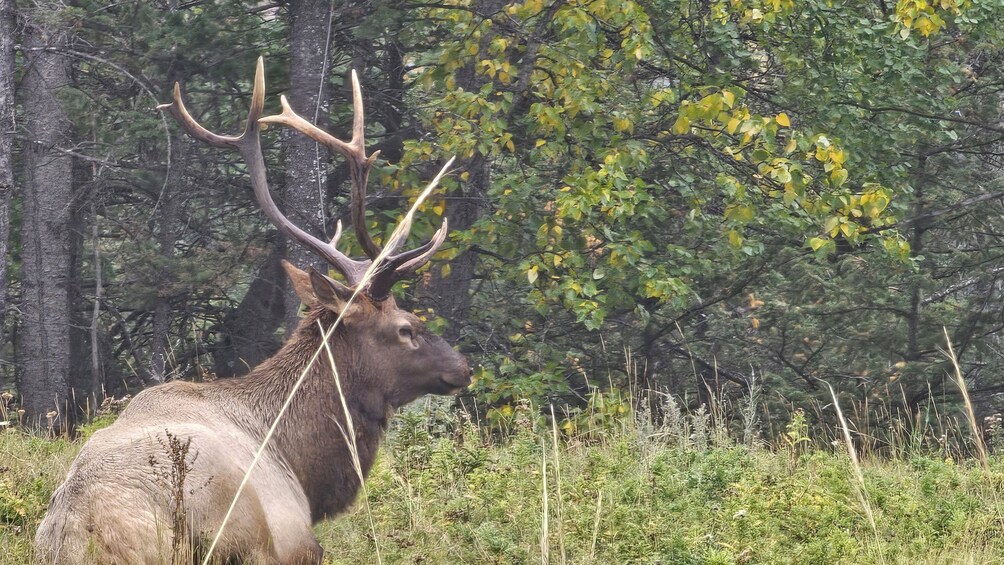 Banff National Park Evening Wildlife Safari 5