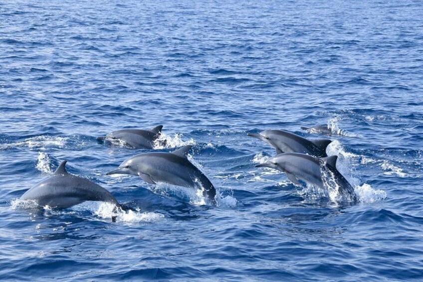 Whales and Dolphins Watching Tour Trincomalee