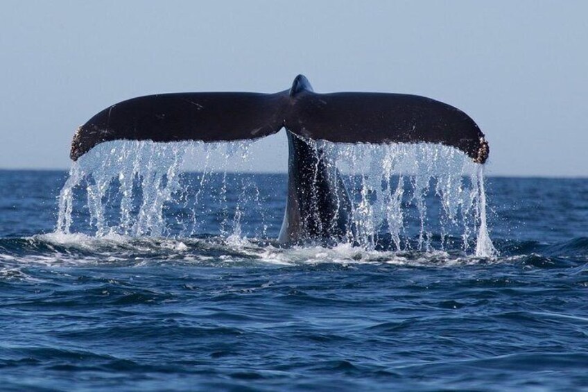 Whales and Dolphins Watching Tour Trincomalee