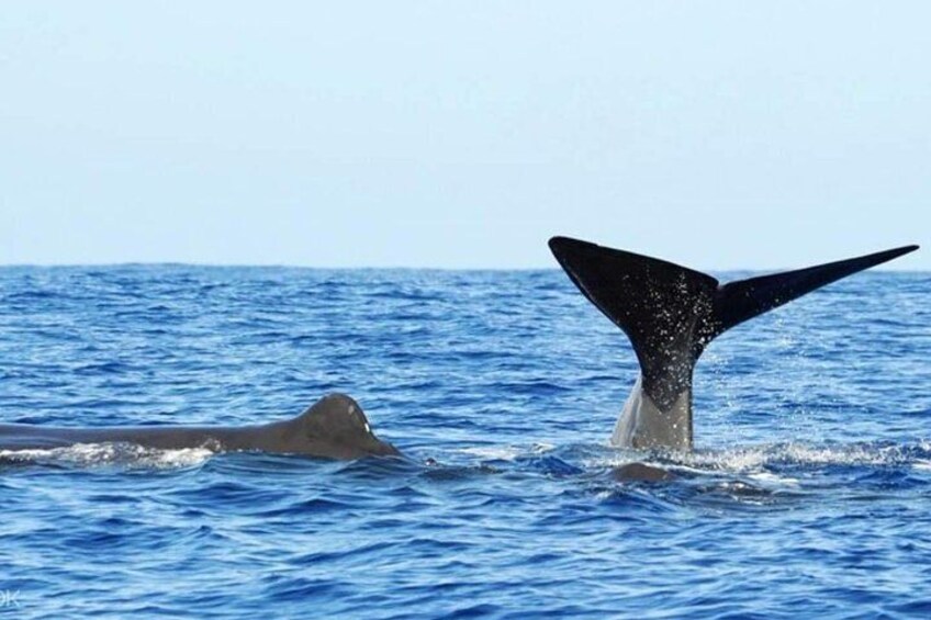 Whales and Dolphins Watching Tour Trincomalee