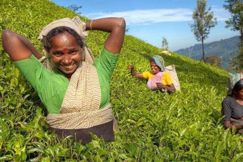 A person lying on the ground in a field of green plants, with another person in the background. 2