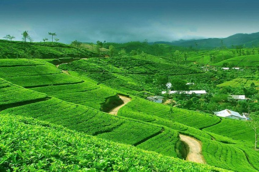 Terraced tea plantations, winding paths, and scattered buildings. 2
