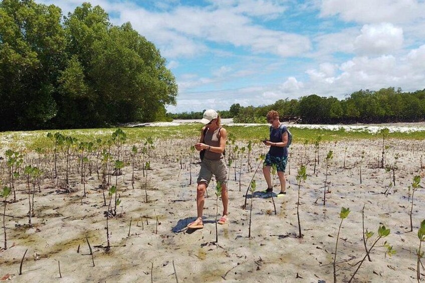 Deux personnes plantent de jeunes arbres sur une plage de sable, avec des arbres en arrière-plan. 1