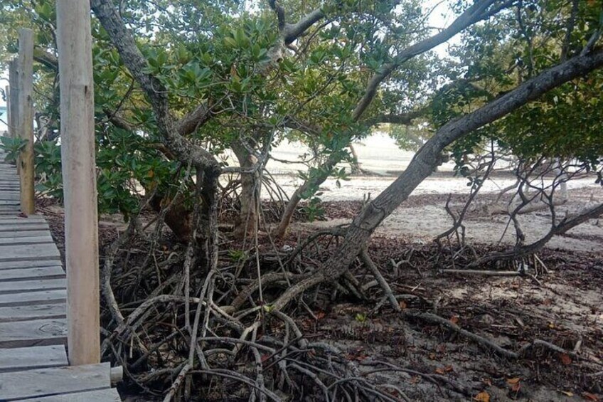 Mida Creek Boardwalk and Canoa Ride