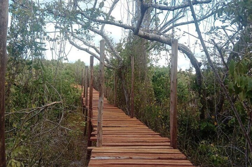 Mida Creek Boardwalk and Canoa Ride