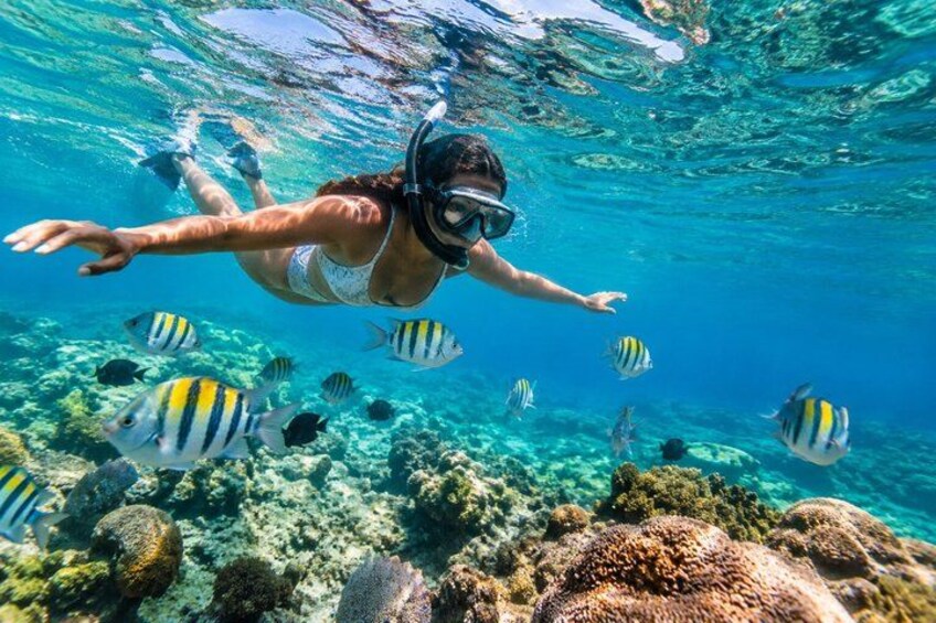A person snorkeling underwater with tropical fish and coral reefs. 2